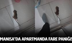 Manisa'da apartmanda fare paniği! Banyoda karşılarına çıktı