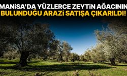 Manisa'da yüzlerce zeytin ağacının bulunduğu arazi satışa çıkarıldı!