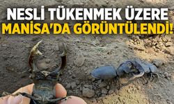 Nesli tükenmek üzere... Manisa'da görüntülendi!
