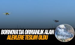 Bornova'da ormanlık alan alevlere teslim oldu