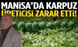 Manisa’da karpuz üreticisi zarar etti!