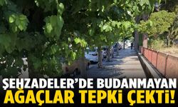 Şehzadeler'de budanmayan ağaçlar tepki çekti!