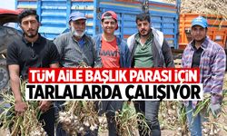 Tüm aile başlık parasını biriktirmek için tarlalarda çalışıyor!