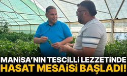 Manisa’nın tescilli lezzetinde hasat mesaisi başladı!