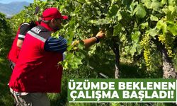 Üzümde beklenen çalışma başladı!