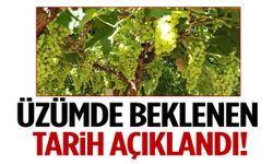 Üzümde hasat ve ihracat tarihleri belli oldu!