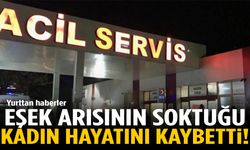 Eşek arısının soktuğu kadın hayatını kaybetti