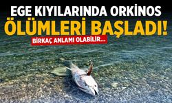 Ege kıyılarında orkinos ölümleri başladı! Birkaç anlamı olabilir…
