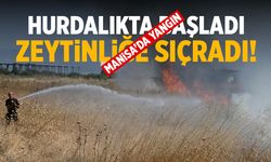 Hurdalıkta başladı! Zeytinliğe sıçradı...