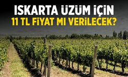 Iskarta üzümde fiyat tepkisi! 11 TL mi olacak?