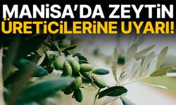 Manisa’da zeytinlikler mercek altında
