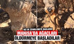 Manisa’da ağaçları öldürmeye başladılar... Biz de zehirlemeye başladık!