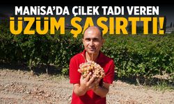Manisa'da çilek tadı veren üzüm şaşırttı