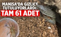 Manisa'da gizlice tutuluyorlardı! Tam 61 adet...