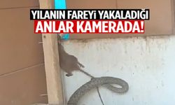 Manisa’da kümese giren dev yılan fareyi böyle yakaladı! O anlar kamerada…
