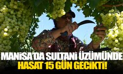Manisa’da sultani üzümünde hasat 15 gün gecikti!