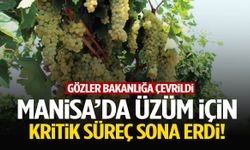 Manisa’da üzüm için kritik süreç sona erdi!
