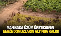 Manisa’da üzüm üreticisinin emeği domuzların altında kaldı!