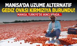 Manisa’da üzüme alternatif… Gediz Ovası kırmızıya büründü!