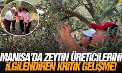 Manisa'da zeytin üreticilerini ilgilendiren kritik gelişme!