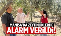 Manisa’da zeytinliklerde alarm verildi! Tek tek kontrol ediliyor…