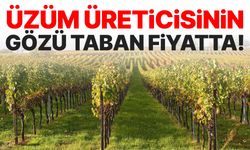 Üzüm üreticisinin gözü taban fiyatta!