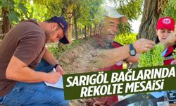 Sarıgöl bağlarında rekolte mesaisi başladı!