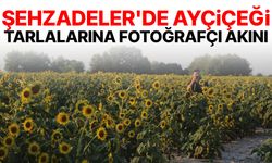 Şehzadeler'de ayçiçeği tarlalarına fotoğrafçı akını