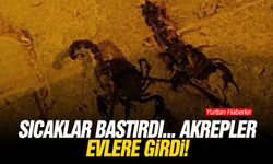 Sıcaklar bastırdı... Akrepler evlere girdi!
