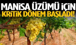 Manisa üzümü için kritik dönem başladı