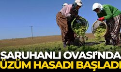 Saruhanlı Ovası’nda üzüm hasadı başladı