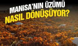 Manisa'nın üzümü nasıl dönüşüyor?