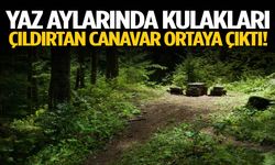 Yaz aylarında ortaya çıkıyor! İşte kulakları çıldırtan o canavar…