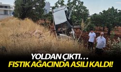 Yoldan çıktı… Fıstık ağacında asılı kaldı!
