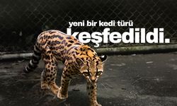 100 yıl sonra yeni bir kedi türü keşfedildi