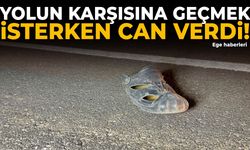 Yolun karşısına geçmek isterken can verdi! Hayatını kaybetti...