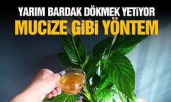 Bitkilere yarım bardak dökmek yetiyor! Mucize gibi...