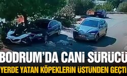 Bodrum’da cani sürücü yerde yatan köpeklerin üzerinden geçti