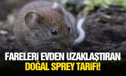 Fareleri evden uzaklaştıran doğal sprey tarifi!