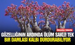 Güzelliğinin ardında ölüm saklı! Tek bir damlası kalbi durdurabiliyor