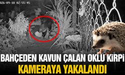 Bahçeden kavun çalan oklu kirpi kameralara yakalandı