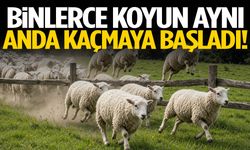 Binlerce koyun aynı anda kaçmaya başladı!