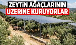 İspanya yaptı, gözler Manisa’ya çevrildi! Zeytin ağaçlarının üstüne kuruyorlar