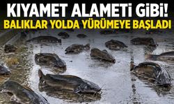 Kıyamet alameti gibi! Balıklar sudan çıkıp yolda yürümeye başladı