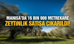 Manisa’da 16 bin 900 metrekare zeytinlik satışa çıkarıldı!