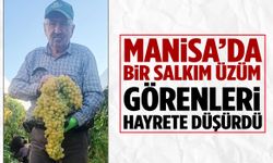 Manisa’da bir salkım üzüm görenleri hayrete düşürdü