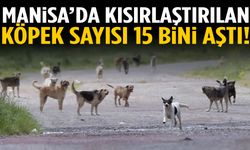 Manisa’da kısırlaştırılan köpek sayısı 15 bini aştı!