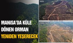 Manisa’da küle dönen orman yeniden yeşerecek