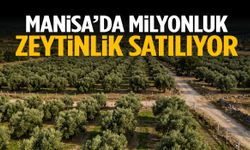 Manisa’da milyonluk zeytinlik satılıyor!