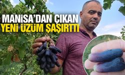 Manisa’dan çıkan yeni üzüm şaşırttı!